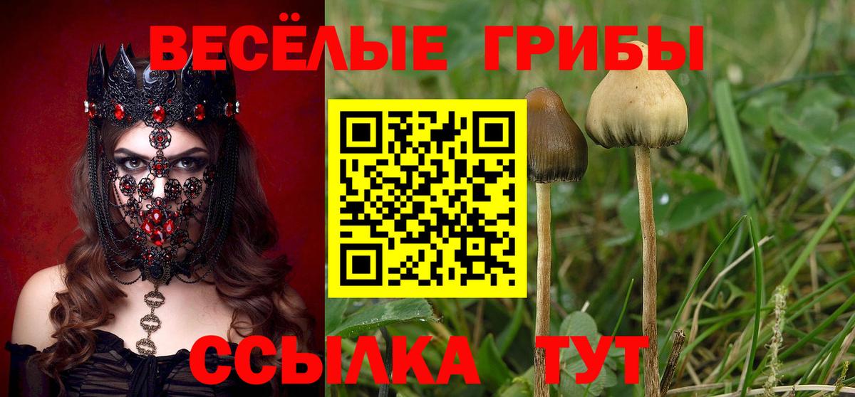 цены наркотик  Вход с VPN  Галлюциногенные грибы MAGIC MUSHROOMS  Шадринск  Галлюциногенные грибы мицелий 